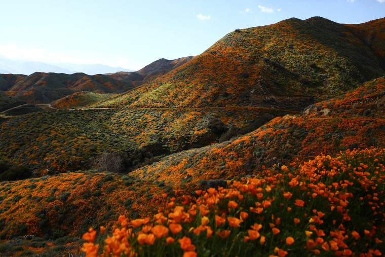 Image: ***BESTPIX*** Wet Winter Weather Brings 'Super Bloom' Of Wildflowers To California