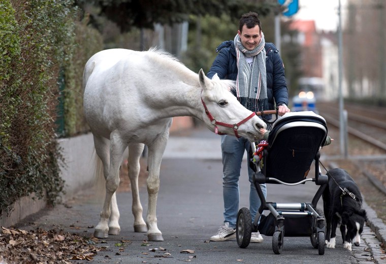 Image: GERMANY-ANIMALS-HORSE-OFFBEAT