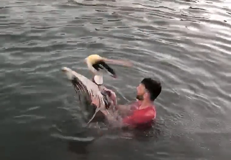 Hunter Hardesty attacks a pelican in Key West, Florida.