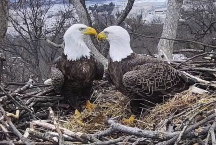 Image: Bald Eagles Liberty and Justice in their nest in Washington on March 4, 2019. The pair have nested and raised eaglets together for 14 years on the grounds of Washington's police academy.