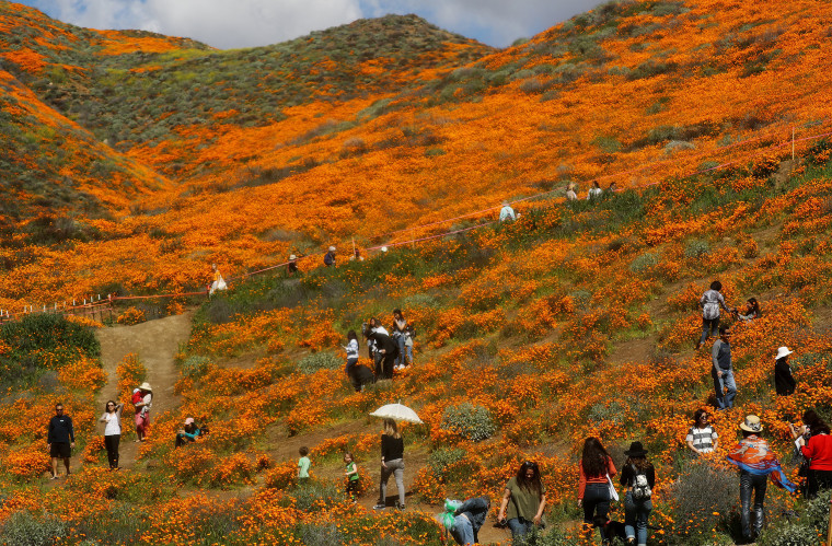 California "super bloom" brings amazing views