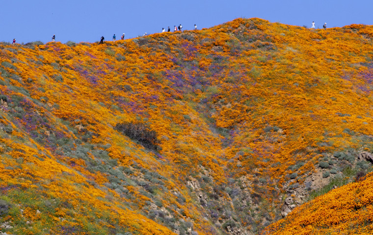 California "super bloom" brings amazing views