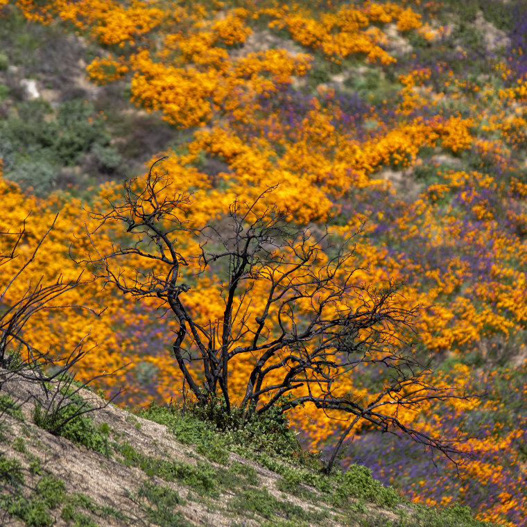 California "super bloom" brings amazing views