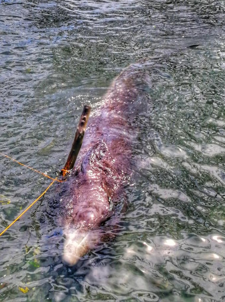 Image: The male Cuvier beaked whale died from ingesting plastic waste.