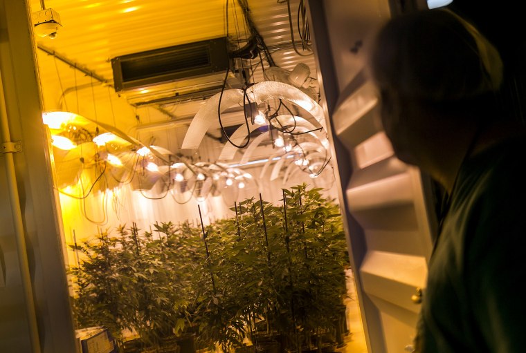 Image: Marijuana plants grow at NextGen Pharma.