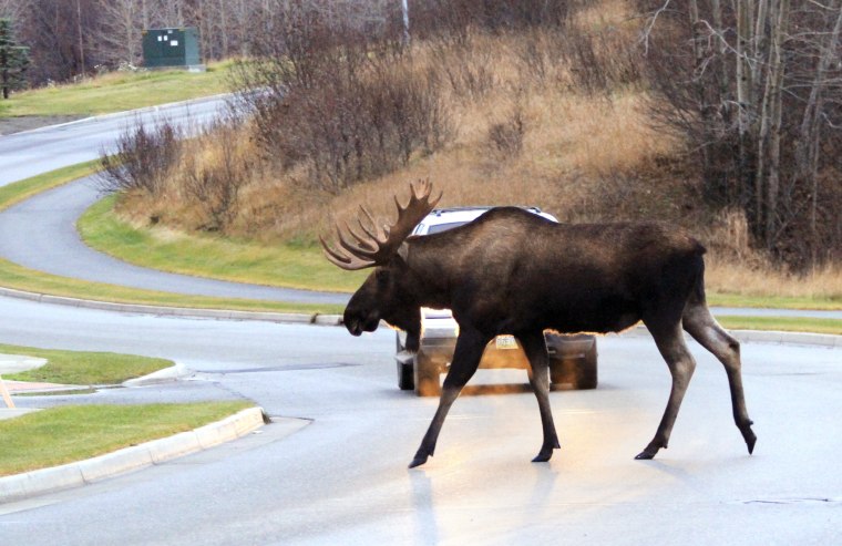 meals-under-wheels-more-states-make-it-legal-to-eat-roadkill