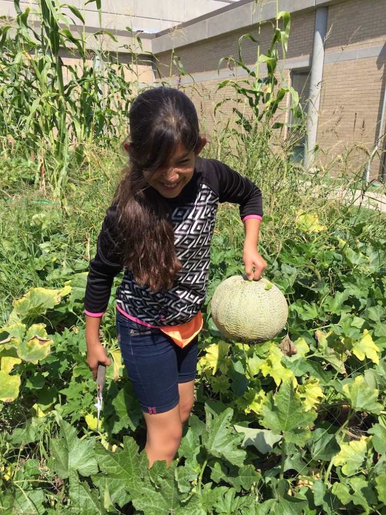 Students harvest a giant cantaloupe at the Ashland Park-Robbins School garden in Omaha, Nebraska.