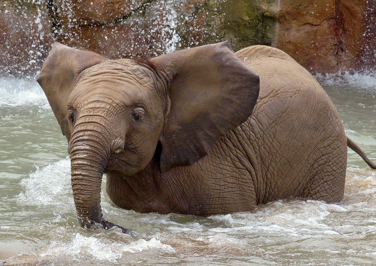 Image: Nyah, an elephant at the Indianapolis Zoo, died after a short illness on March 19, 2019.