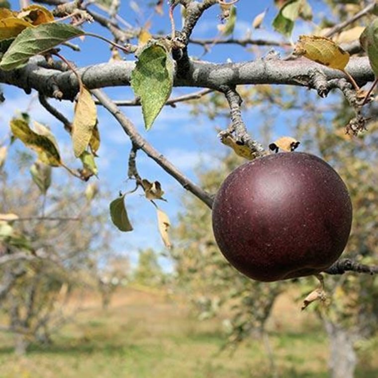 Black apples are a real thing. Here's why they're so rare