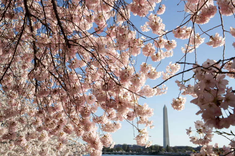 Many of the Yoshino cherry trees that decorate Washington, D.C., were a gift from the Japanese government in 1912. (Photo by Alex Wong/Getty Images)