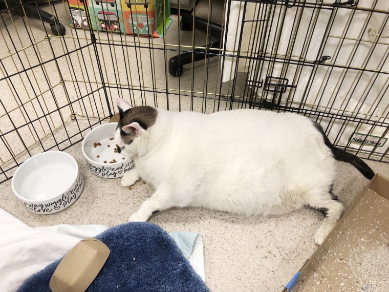 Barsik, a 41-pound cat, is being fostered by Anqelique Iuzzolino, a volunteer with Anjellicle Cats Rescue