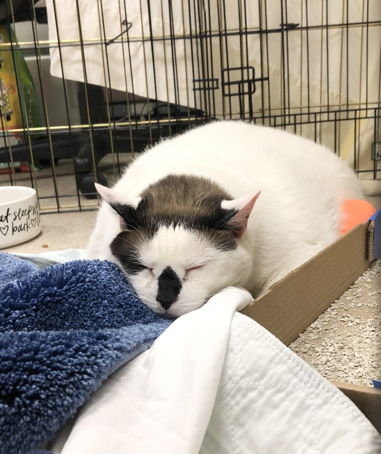 Barsik, a 41-pound cat, is being fostered by Anqelique Iuzzolino, a volunteer with Anjellicle Cats Rescue