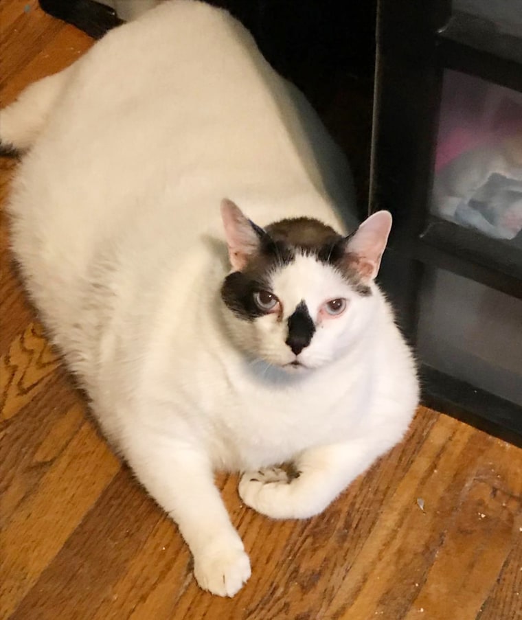 Barsik, a 41-pound cat