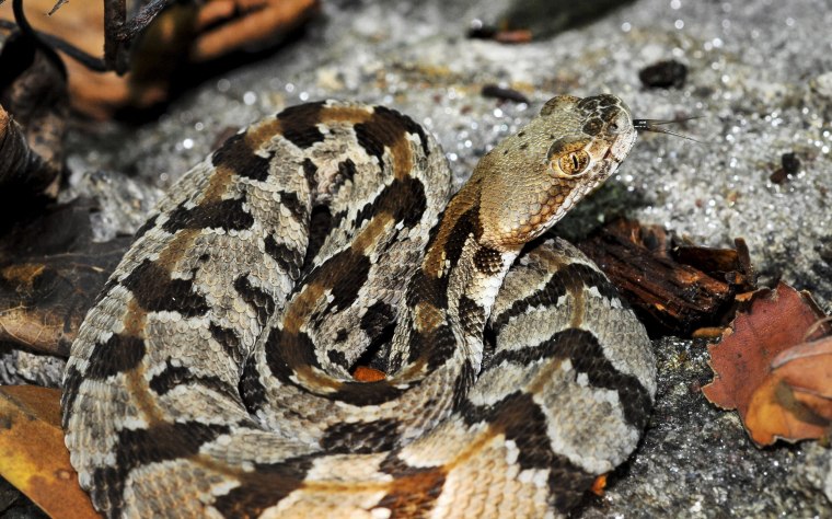 Image: Timber Rattlesnake