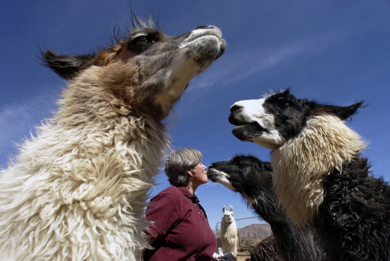 Image: Llamas