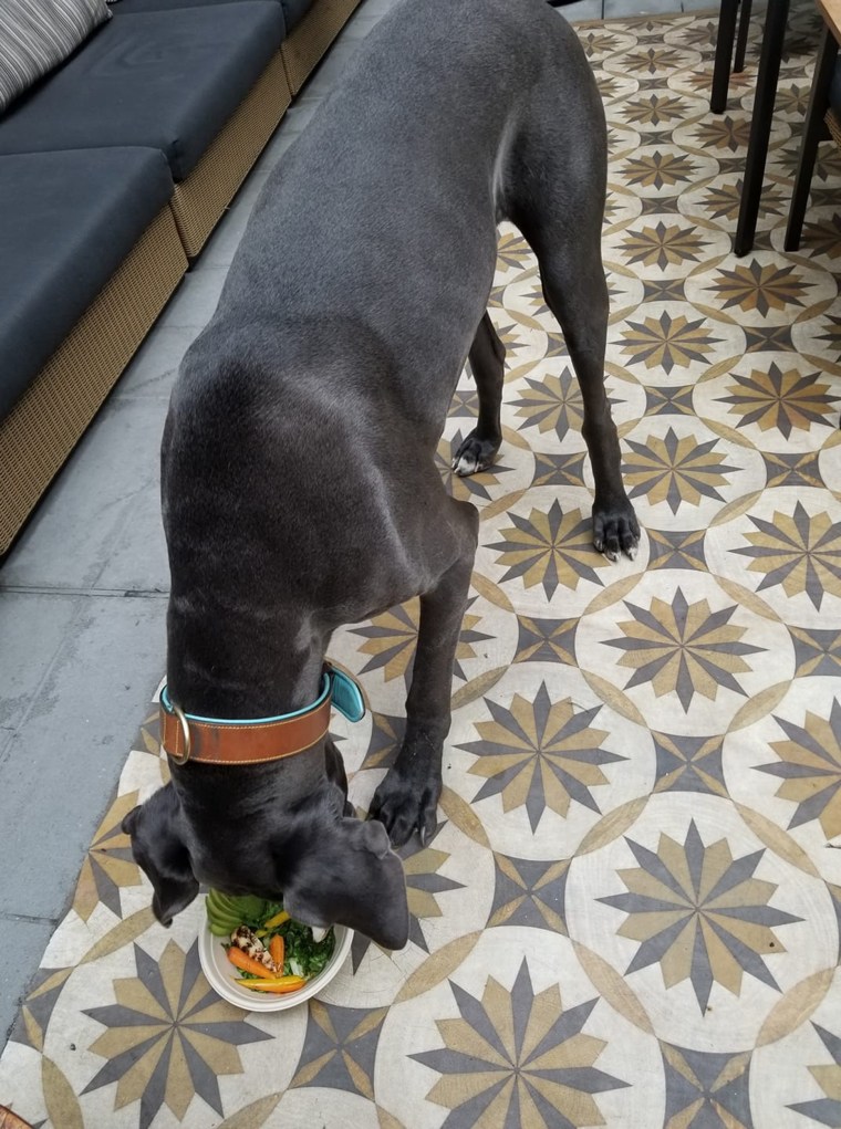 Chremus, a Great Dane, enjoyed a chicken bowl with poached baby carrots, avocado and mixed greens.