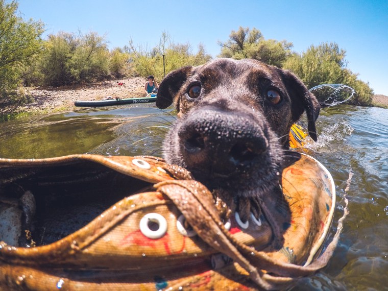 Chipper the dog helps to recycle