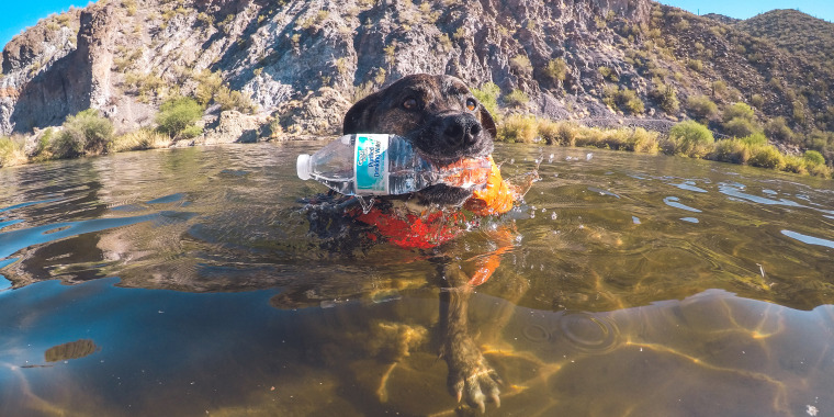 Chipper the dog helps to recycle