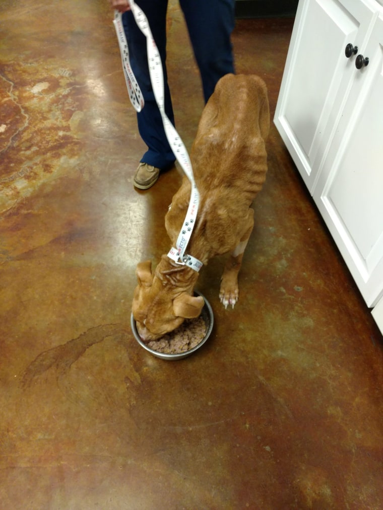Starving and emaciated, Lazaruff the dog eats out of a dog bowl.