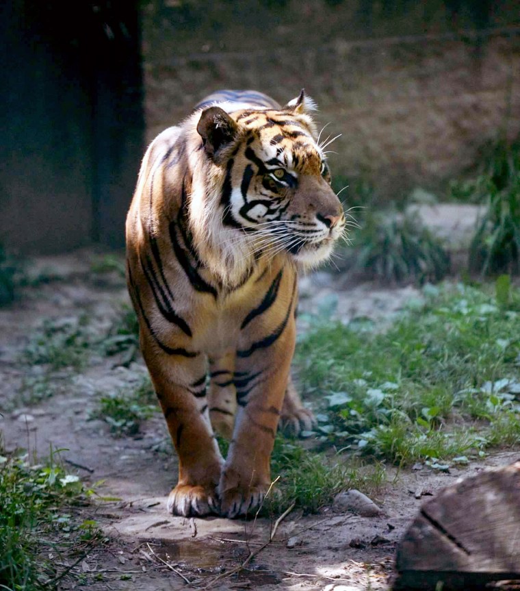 Sanjiv, a male Sumatran tiger, at the Topeka Zoo in Kansas.