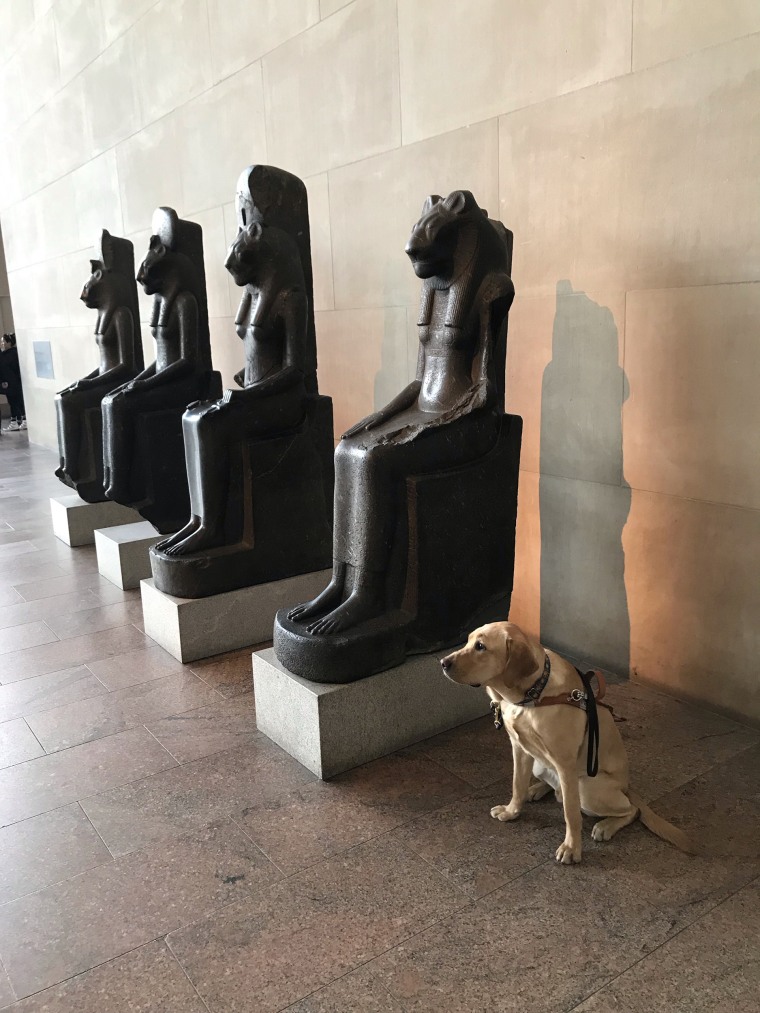 TODAY show's puppy with a purpose, Sunny, at the Metropolitan Museum of Art