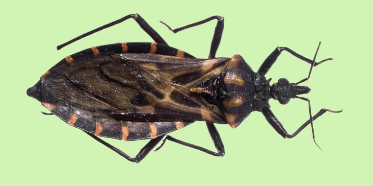 Panstrongylus megistus, triatomine bug