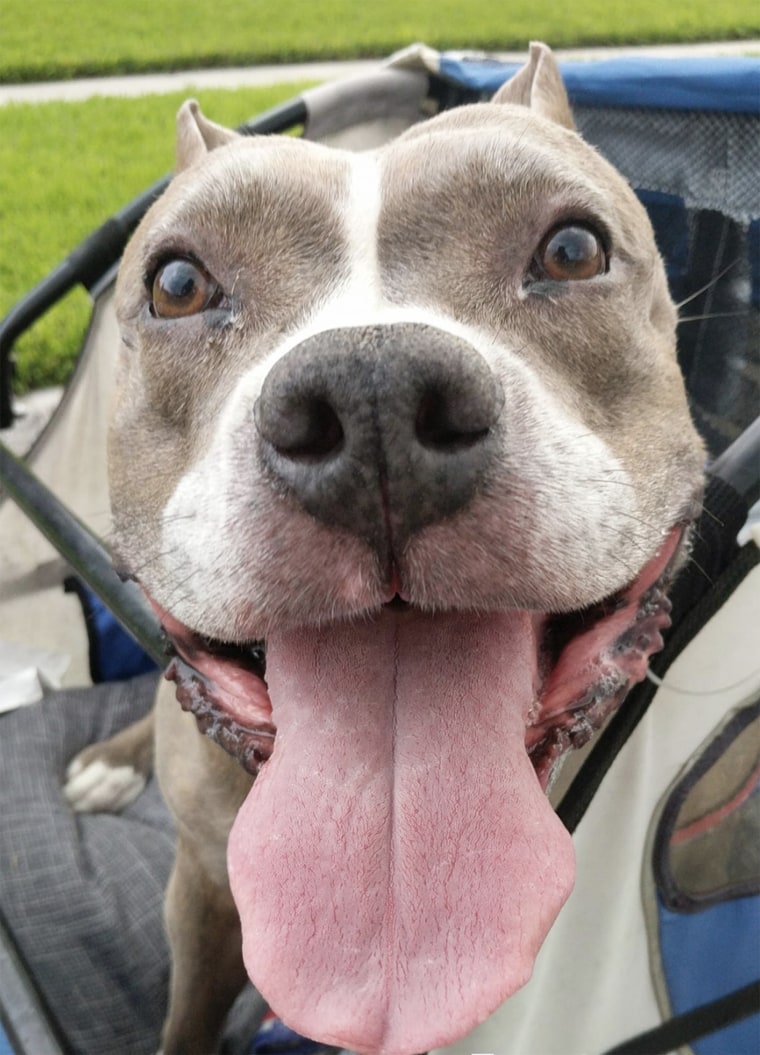 Ivy the pit bull got 500 tennis balls for her birthday