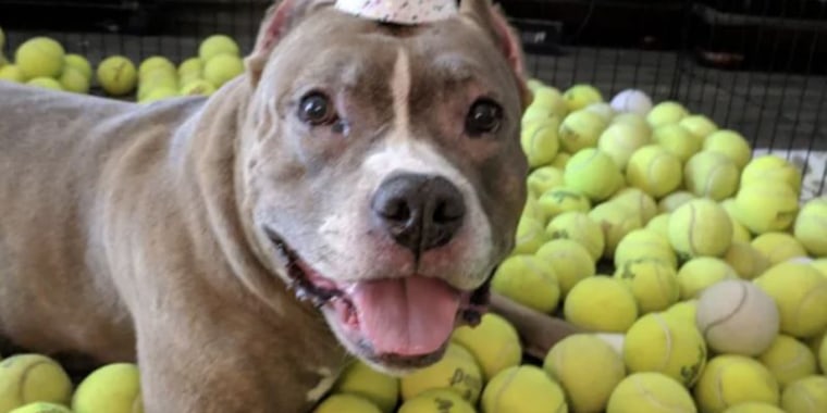 Ivy the pit bull smiles while sitting in her pile of 500 tennis balls.