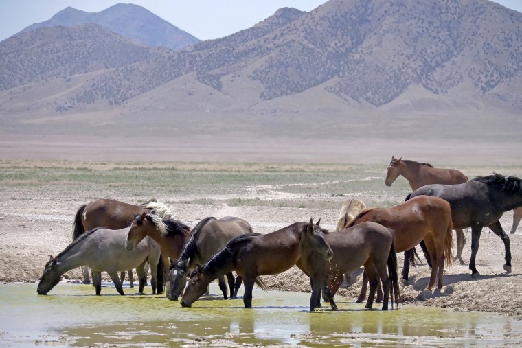 Wild horses drink from a watering hole outside Salt Lake City on June 29, 2018.
