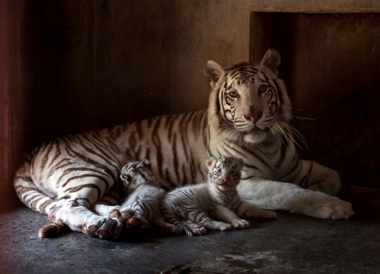 Image: BESTPIX - MEXICO-ZOO-WHITE-TIGER-BIRTH