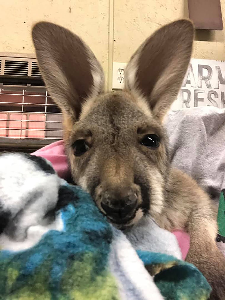 Hoppy the Kangaroo that died over the weekend in Arkansas