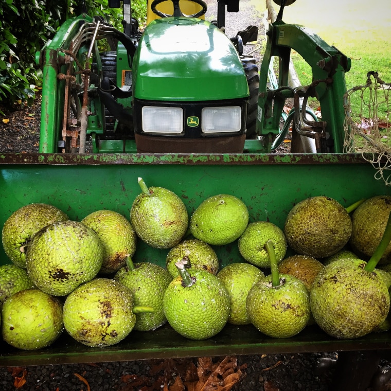 Image: breadfruit