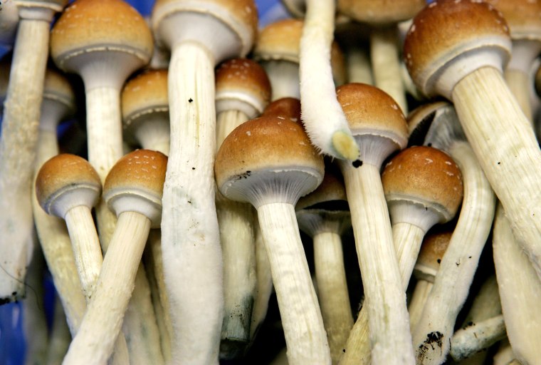 Magic mushrooms are seen at the Procare farm in Hazerswoude, central Netherlands on Aug. 3, 2007.