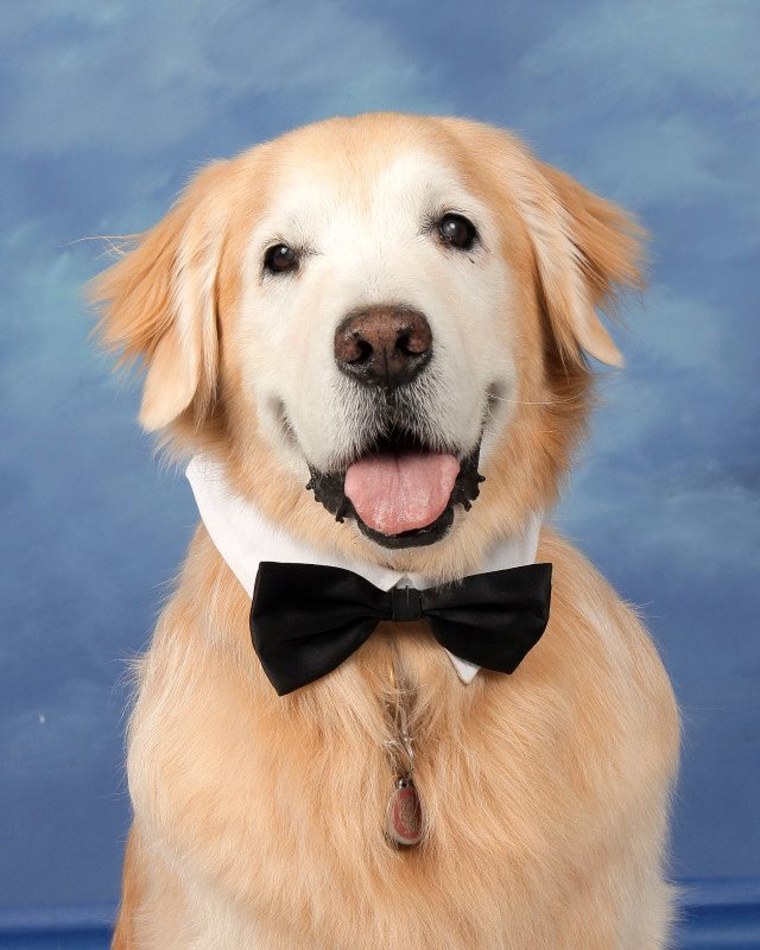 Marjory Stonemen Douglas honors its therapy dogs with yearbook photos