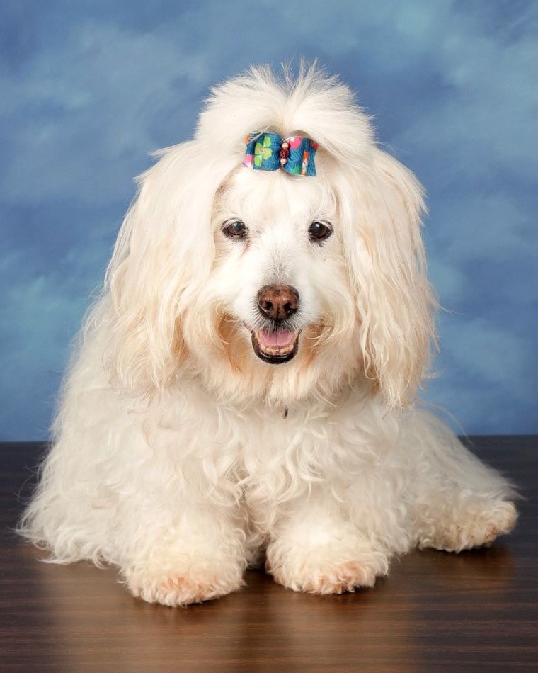 Marjory Stonemen Douglas honors its therapy dogs with yearbook photos