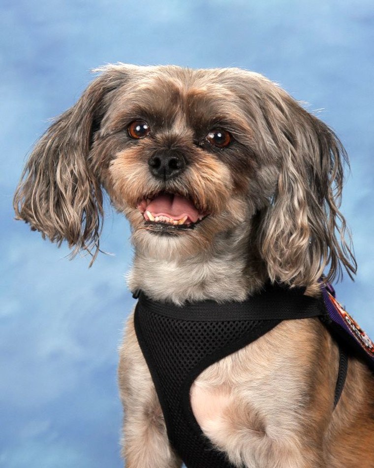 Marjory Stonemen Douglas honors its therapy dogs with yearbook photos