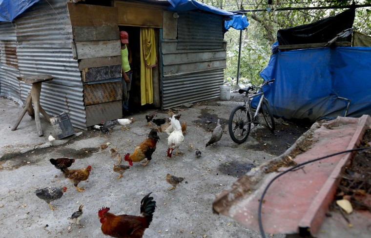 Image: Jose Luis Espinal watches his chickens at his home in San Pedro Sula, Honduras, on April 30, 2019.