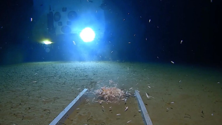 A robotic lander photographs anthropods and the submersible in the Mariana Trench.