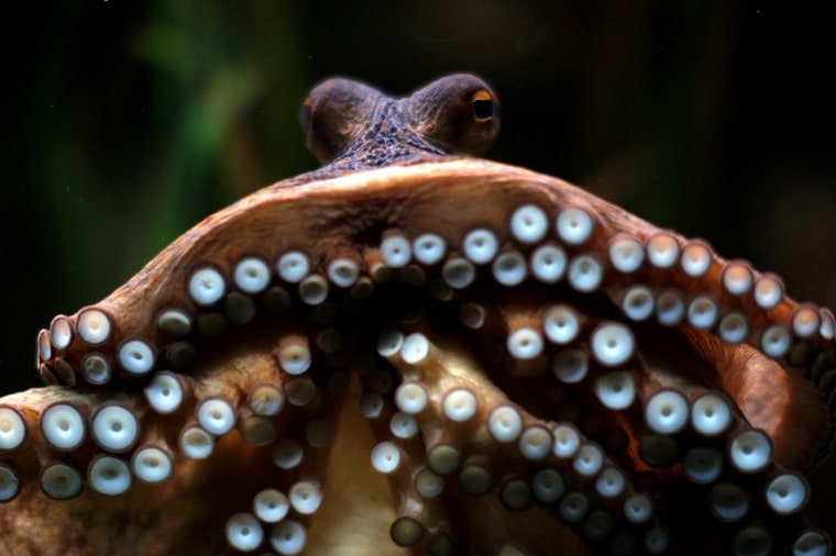 Image: An octopus, named Manolo, before it predicts the winner of a soccer match in Benalmadena, Spain, on June 8, 2012.