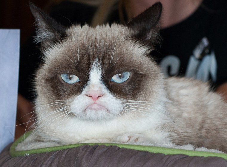 Image: Grumpy Cat attends a book event in 2013