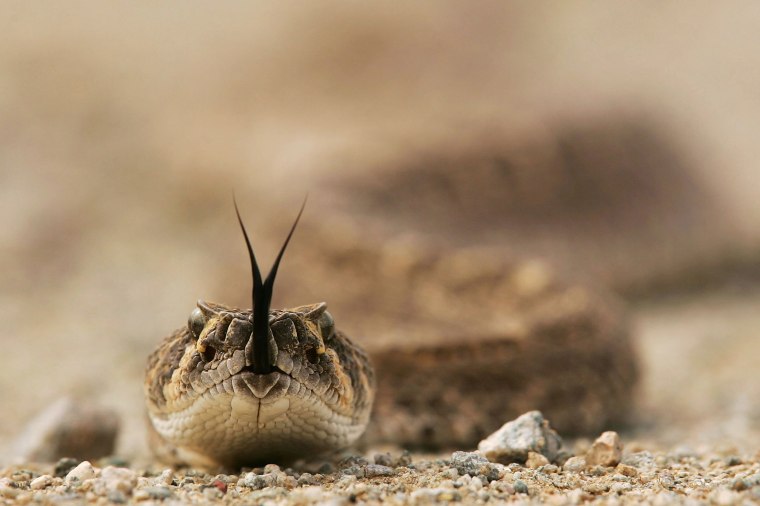 Image: A rattlesnake tastes the air on the Cabeza Prieta National Wildlife Reserve near Ajo
