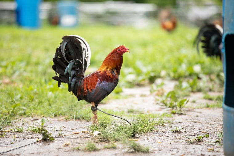 A rooster believed to be held for cockfighting on a property in Owen County, Indiana.