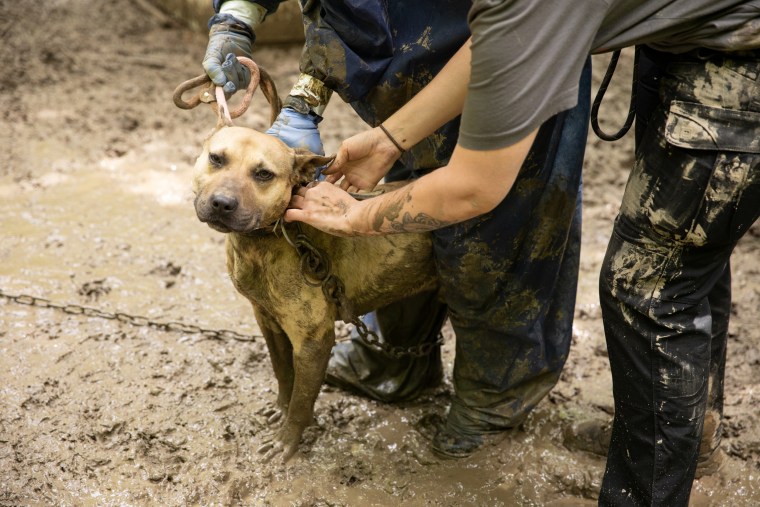 Members of the ASPCA rescue a dog from a property in Owen County, Indiana, connected to alleged animal fighters.