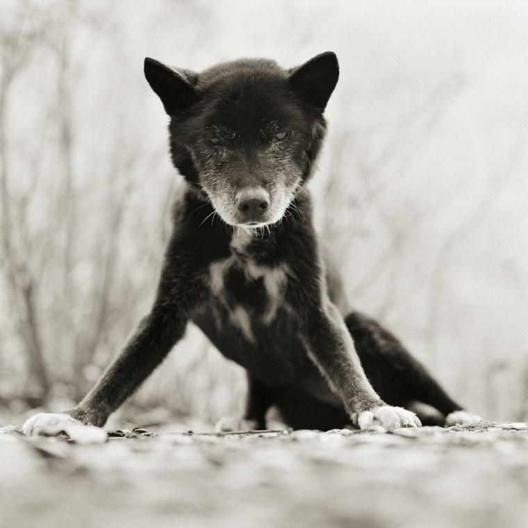 Blue, a rescued Australian Kelpie dog, was a companion for 21 years.