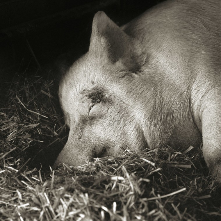 Teresa, a Yorkshire pig photographed at age 13, was rescued en route to the slaughterhouse.