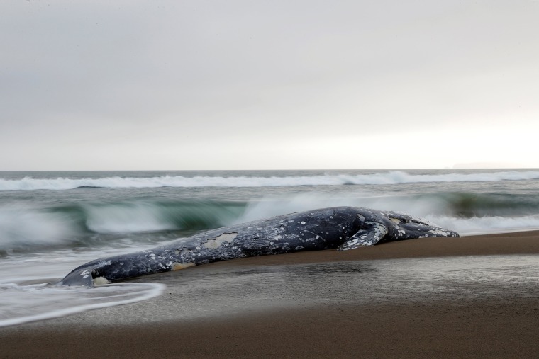 Image: A dead gray whale rests on Limantour Beach at Point Reyes National Seashore in Point Reyes Station, north of San Francisco, California
