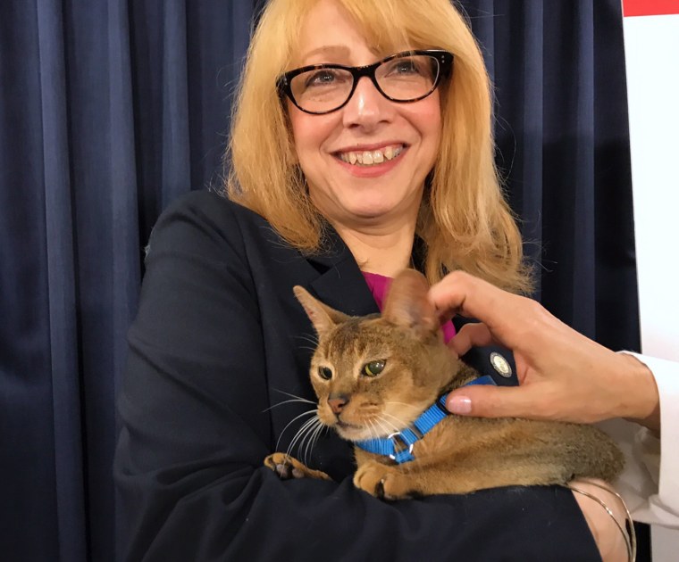 New York State Assemblywoman Linda Rosenthal, D-Manhattan, holds Rubio the cat as she discusses her bill to prohibit the declawing of cats in 2017.
