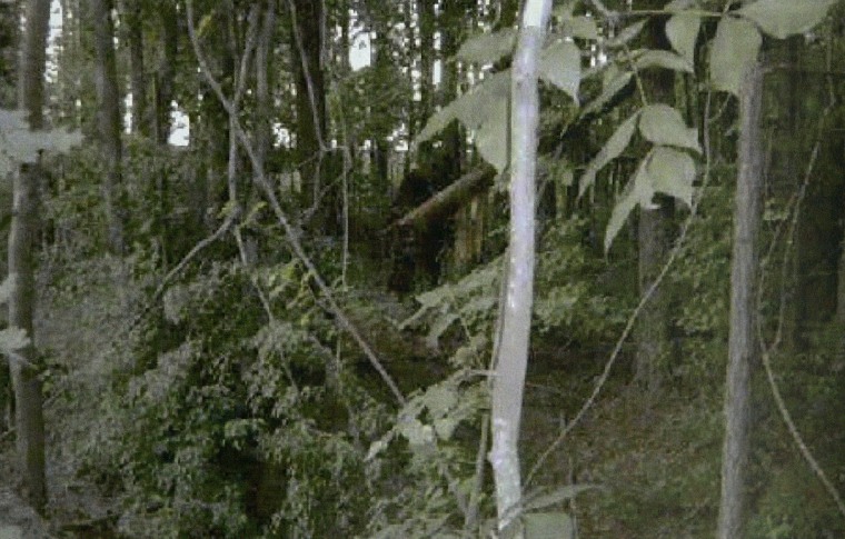 New photos of Bigfoot? Woman records something mysterious in Colorado