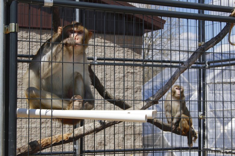 Image: River, left, and Timon, both rhesus macaques, sit in an outdoor enclosure at Primates Inc., in Westfield, Wisconsin