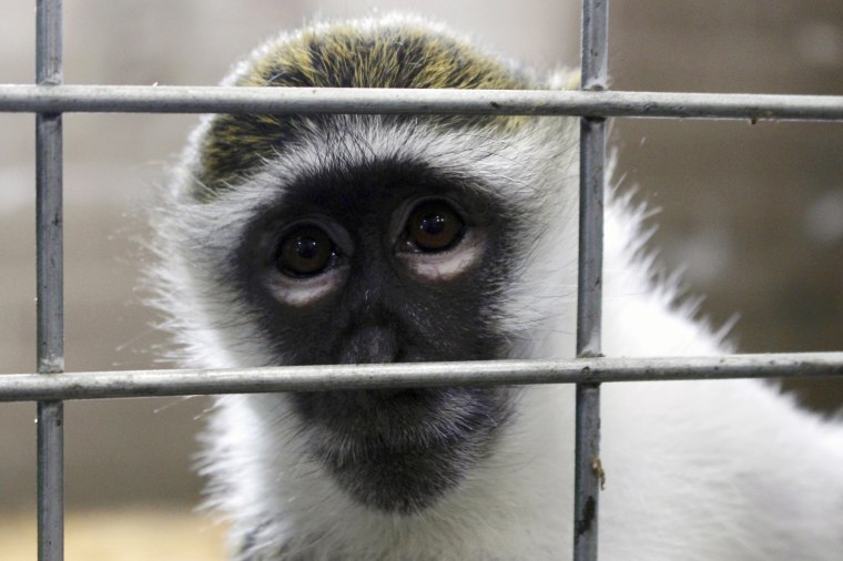 Image: Bella the vervet monkey looks at the camera at Primates Inc., in Westfield, Wisconsin